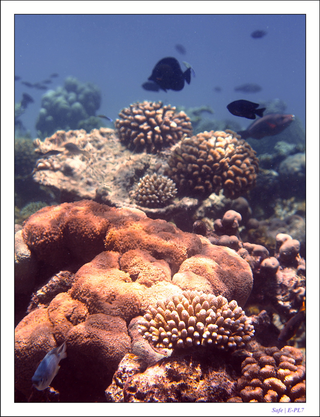 2022 - 07 - snorkeling Maldives - 035